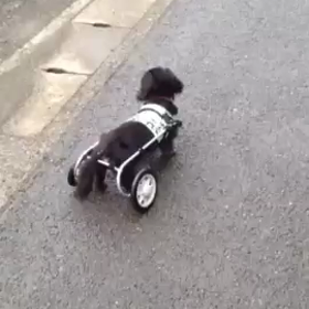 初の車いす走行♪の画像