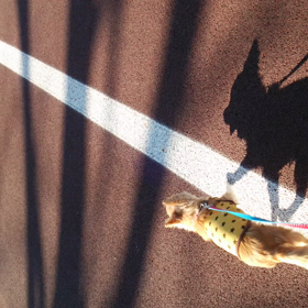 あけましておめでとうございますの画像