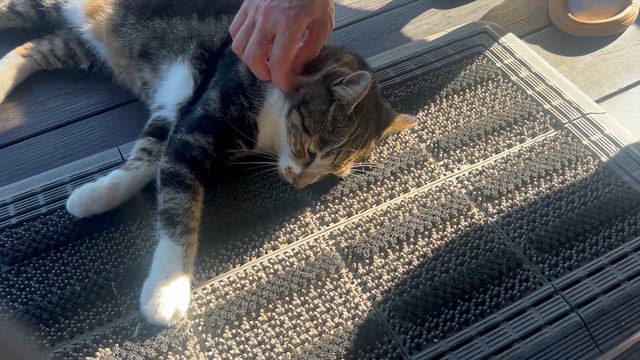 ズル休み…じゃないニャン♪の記事動画