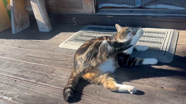 ズル休み…じゃないニャン♪の記事動画