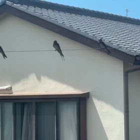ツバメの画像