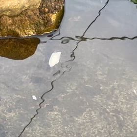 エサやりの画像