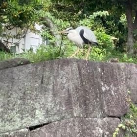 サギの画像