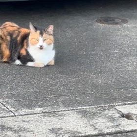 まだ散歩中の画像