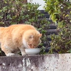 ネコの晩ごはんの画像