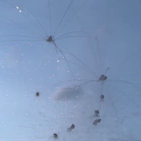 花火の画像