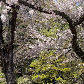 サクラフブキの画像