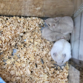 シナモン？の画像