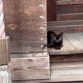 狛猫2の画像