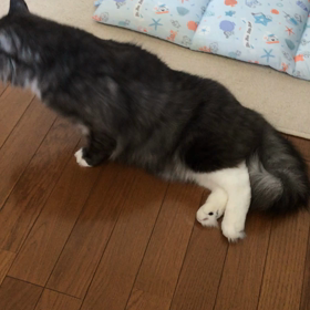 2018/7/1 10:00 こてつくん再発の画像