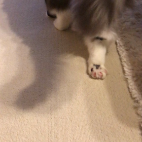 こてつくんの歩行状況〜発症より11日目〜の画像