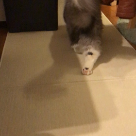 こてつくんの歩行状況〜発症より7日目〜の画像