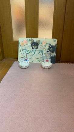 こてつ、鼻血？の記事動画