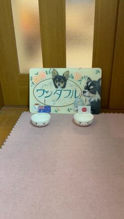 こてつ、沈丁花の記事動画