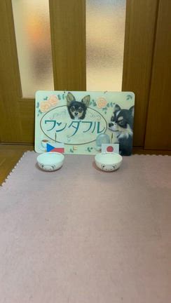 こてつ、今月の鍼灸治療デーの記事動画