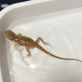 朝風呂の画像