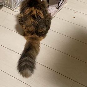 今日のラブちゃん❤️の画像