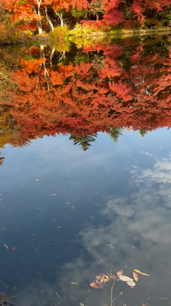 軽井沢の紅葉の記事動画