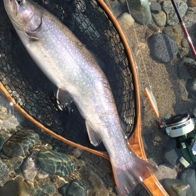 サクラが咲きそうです(^^)の画像