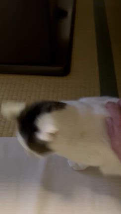❣️めでたく正式譲渡❣️の記事動画