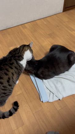 歳の差があってもの記事動画