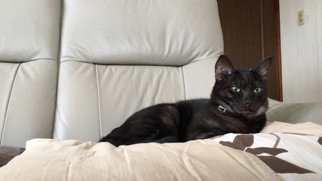 正式譲渡。なおくんです❣️の記事動画
