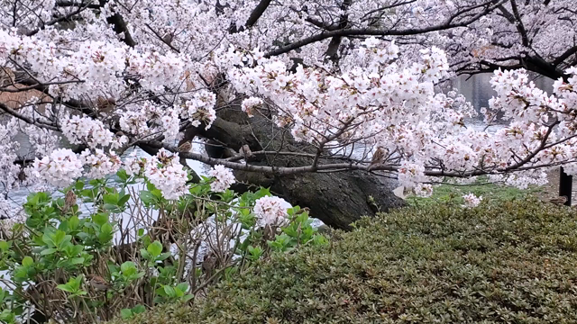 知れば、知るほど面白い！？の記事動画