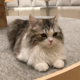 猫カフェ2の画像
