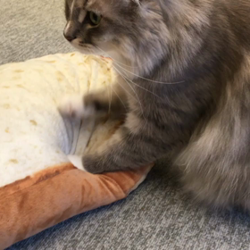 猫カフェ行ってみたの画像