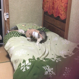 ♡NISSAN♡の画像