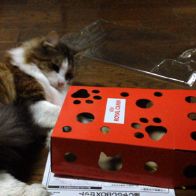ロイヤルカナンのおまけでひとりで遊ぶと…の画像