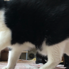 ナチュラルな猫じゃらし遊んでもよし&食べてもよし(=^^=)の画像