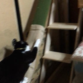 手作り階段とロング爪とぎの画像