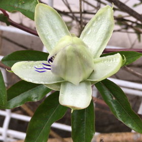 時計草の開花の季節☆*:.｡. o(≧▽≦)o .｡.:*☆の画像