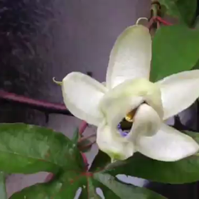 時計草の花が開く瞬間  の動画撮れました(^^♪の画像