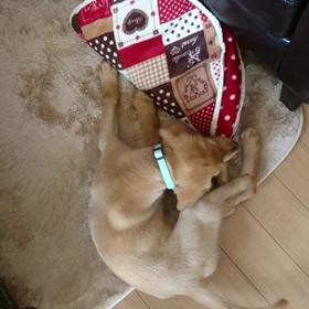 やんちゃ坊主の画像