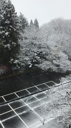 春の雪、そしてワクワクの一日の記事動画
