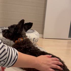 ぐたぐた　＆　譲渡会情報の画像
