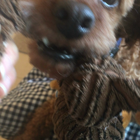 お気に入りの画像