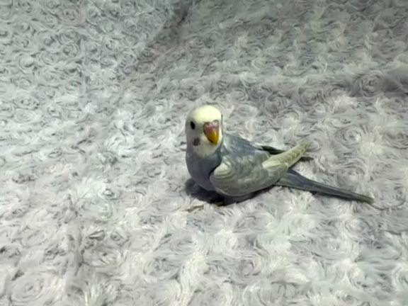 【代理募集-⑥】プロジェクト北極星・セキセイのヒナちゃんたちご家族募集中！の記事動画