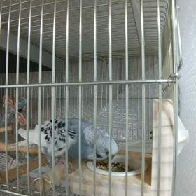 シニアインコの止まり木。の画像