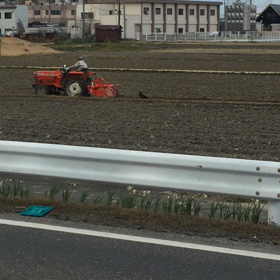 鳥さんは賢い。の画像