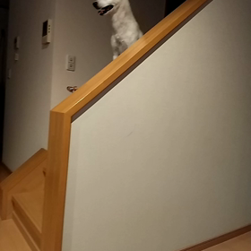 脱走犯。の画像