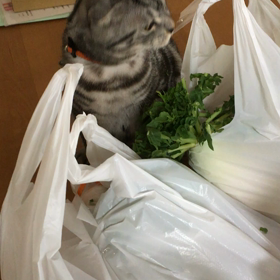 現行犯。の画像