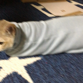 ミノムシ杏ちゃんの画像