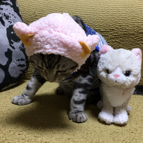 我が家の秘蔵動画。の画像