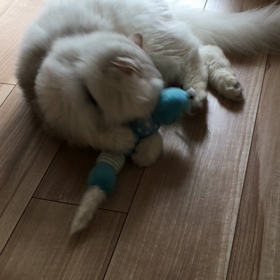 禁断のマタタビ作戦。の画像