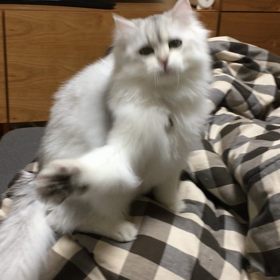 280円猫じゃらしの威力。の画像