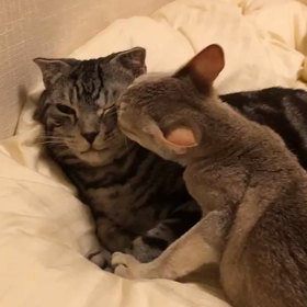 愛を伝える。の画像