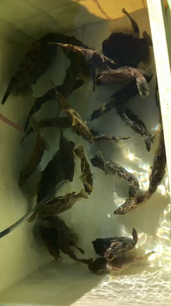 大人気の活ヤリイカ&活カワハギ入荷します！の記事動画